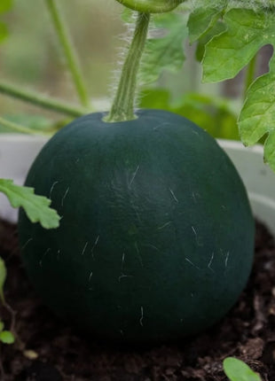 Sugar Baby Watermelon – 25 Seeds