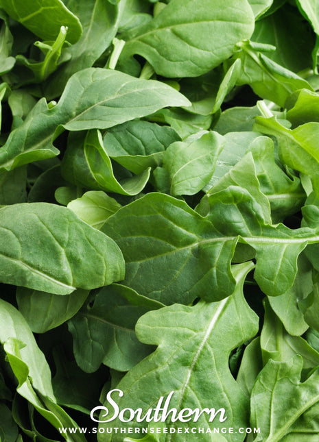 Roquette Arugula – 200 Seeds