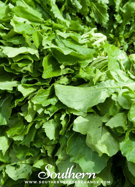 Roquette Arugula – 200 Seeds