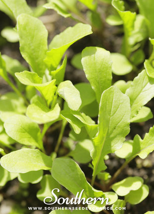 Roquette Arugula – 200 Seeds