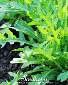 Wild Arugula – 500 Seeds