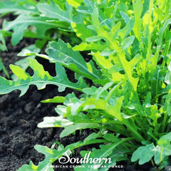 Collection image for: Arugula