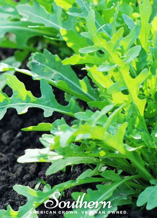 Wild Arugula – 500 Seeds