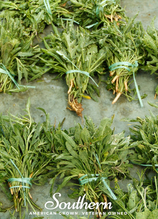 Wild Arugula – 500 Seeds