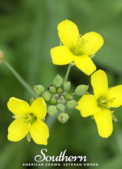 Wild Arugula – 500 Seeds