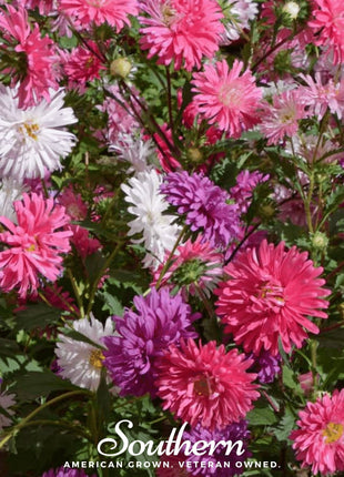 Crego Giant Aster Mix – 50 Seeds