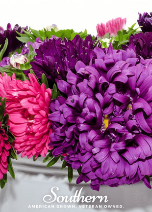 Crego Giant Aster Mix – 50 Seeds