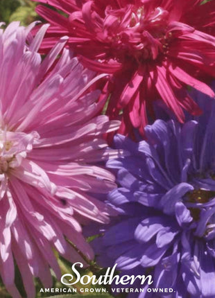 Crego Giant Aster Mix – 50 Seeds