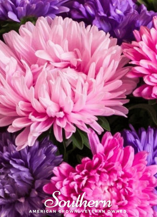 Crego Giant Aster Mix – 50 Seeds