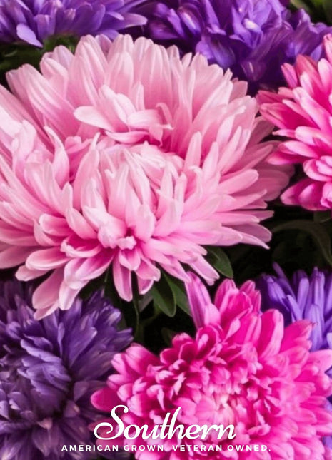 Crego Giant Aster Mix – 50 Seeds