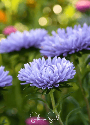 Lavender Gremlin Aster – 50 Seeds