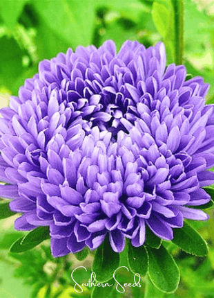 Lavender Gremlin Aster – 50 Seeds