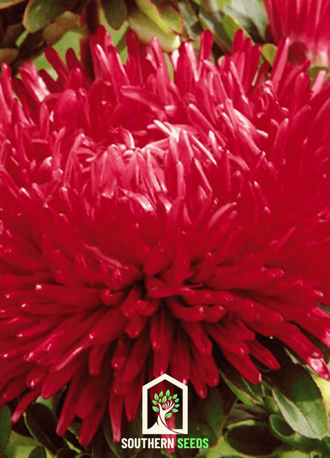 Red Gremlin Aster – 50 Seeds