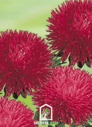Red Gremlin Aster – 50 Seeds