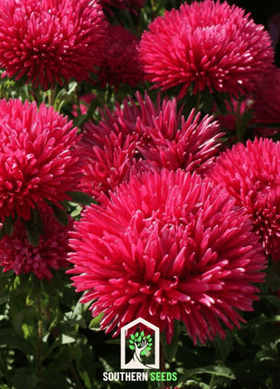 Red Gremlin Aster – 50 Seeds