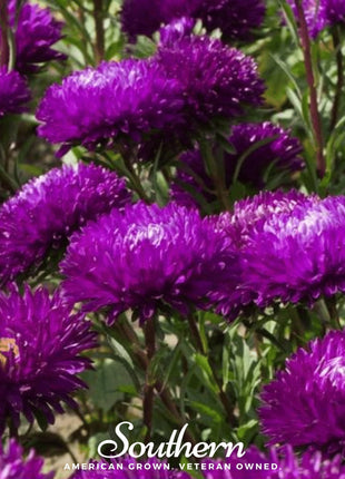 Violet Gremlin Aster – 50 Seeds