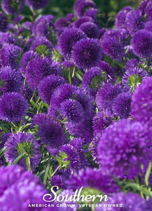 Violet Gremlin Aster – 50 Seeds