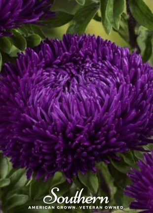 Violet Gremlin Aster – 50 Seeds