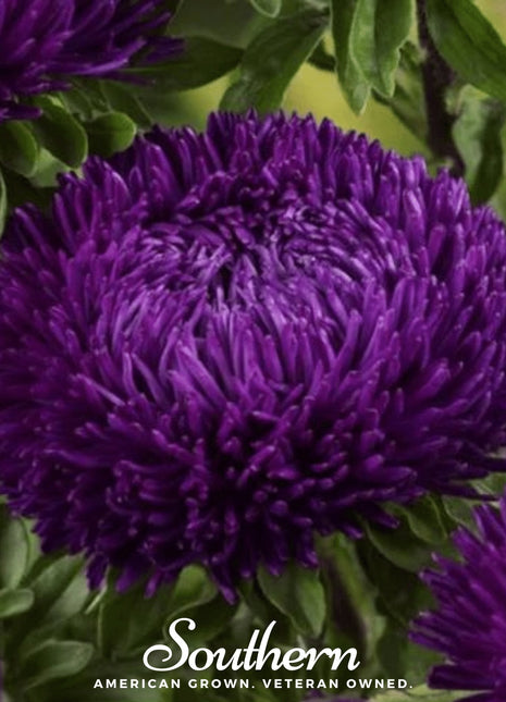 Violet Gremlin Aster – 50 Seeds