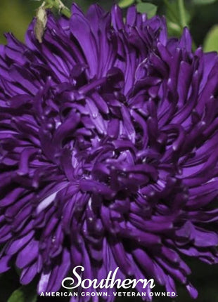 Violet Gremlin Aster – 50 Seeds