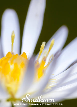 Heath White Aster – 50 Seeds