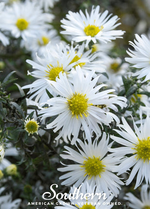 Heath White Aster – 50 Seeds