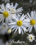 Heath White Aster – 50 Seeds