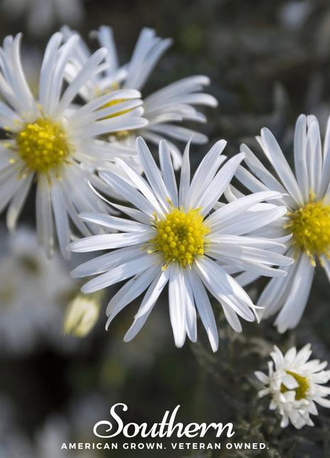 Heath White Aster – 50 Seeds