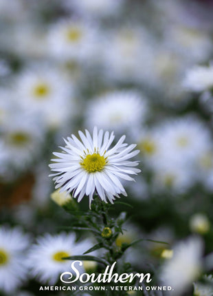 Heath White Aster – 50 Seeds