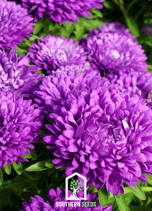 Milady Blue Aster – 50 Seeds