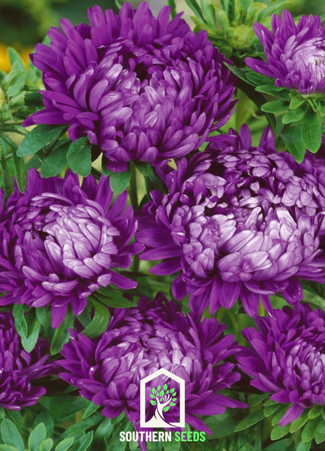 Milady Blue Aster – 50 Seeds