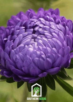 Milady Blue Aster – 50 Seeds