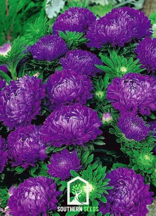 Milady Blue Aster – 50 Seeds