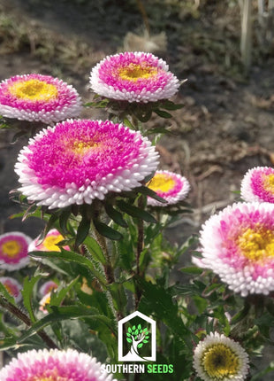 Hi-No-Maru Pompon Aster – 50 Seeds