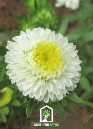 White Pompon Aster – 50 Seeds