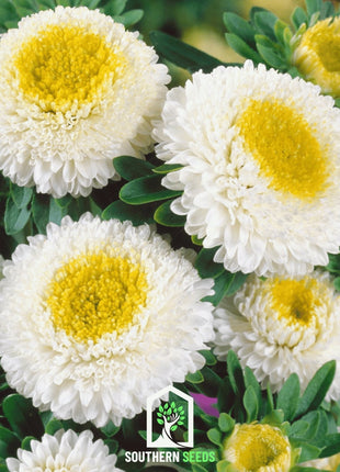 White Pompon Aster – 50 Seeds