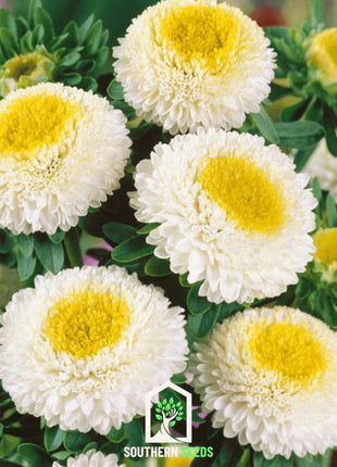 White Pompon Aster – 50 Seeds