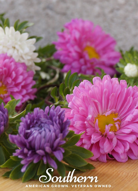 Powder Puff Aster – 50 Seeds