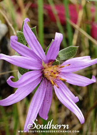 Silky Aster – 25 Seeds