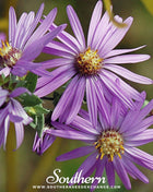 Silky Aster – 25 Seeds