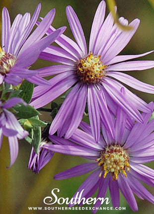Silky Aster – 25 Seeds