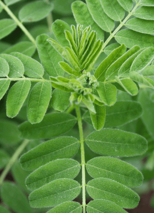 Astragalus (Huang Qi) – 25 Seeds