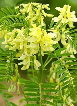 Astragalus (Huang Qi) – 25 Seeds