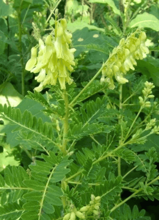 Astragalus (Huang Qi) – 25 Seeds