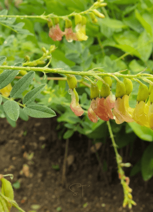Astragalus (Huang Qi) – 25 Seeds