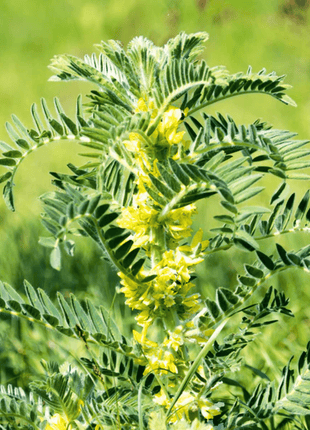 Astragalus (Huang Qi) – 25 Seeds