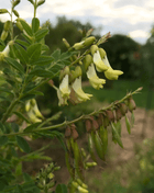 Astragalus (Huang Qi) – 25 Seeds