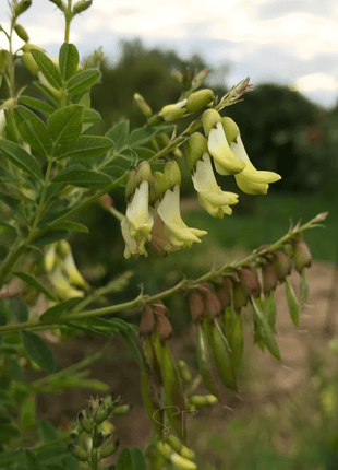 Astragalus (Huang Qi) – 25 Seeds
