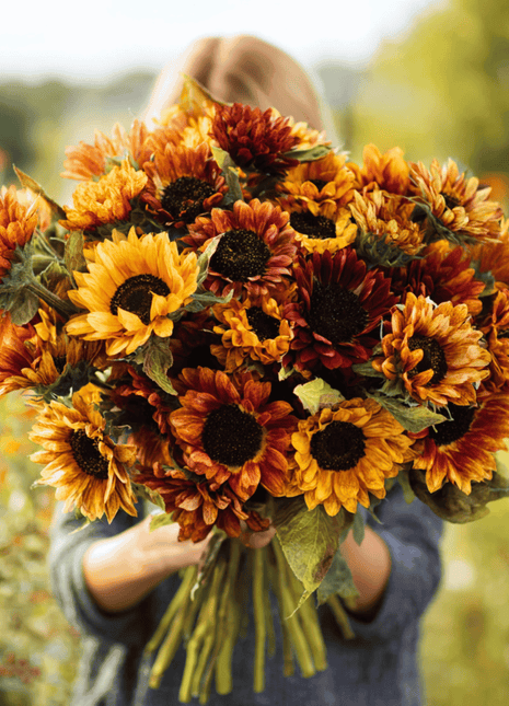 Autumn Beauty Sunflower – 25 Seeds