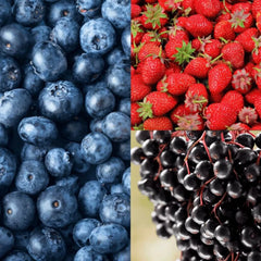 Collection image for: Blueberry